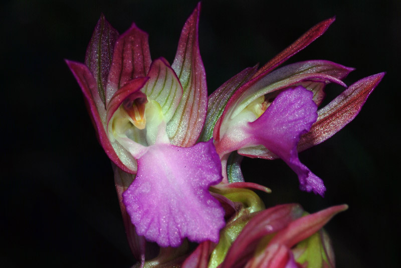 Orchis papilionacea